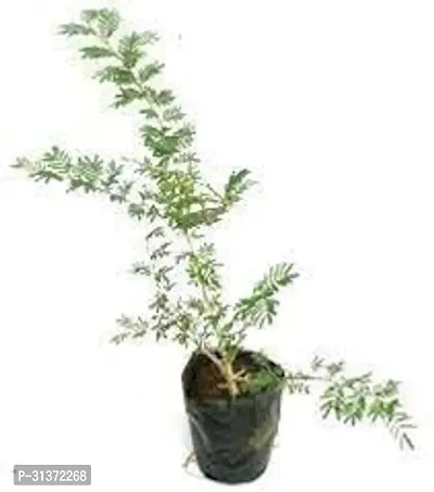 Elegant Shami Plant for Your Sanctuary-thumb2