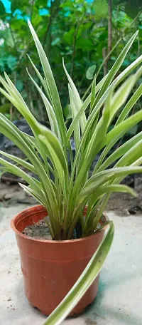 Chlorophytum comosum - Spider Plant in 4-Inch Pot-thumb3