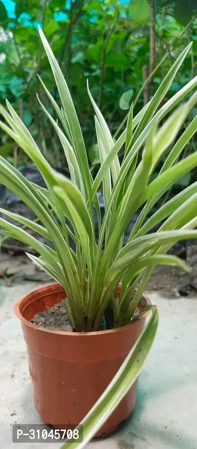 Chlorophytum comosum - Spider Plant in 4-Inch Pot-thumb4