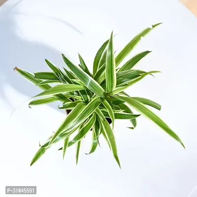 Air Purifying Spider Plant - Ideal for Home and Office-thumb2