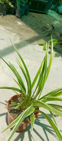 Pet-Friendly Spider Plant - Indoor Greenery-thumb2