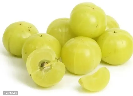 Nutrient-Rich Gooseberry Tree - Amla Variety-thumb0