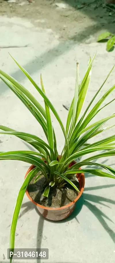 Healthy Spider Plant - Beautiful Indoor Decor-thumb4