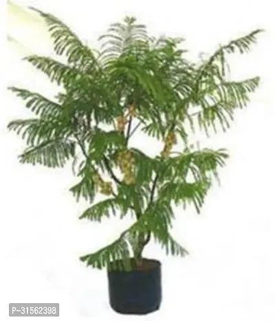 Evergreen Amla Plant - Year-Round Beauty-thumb0