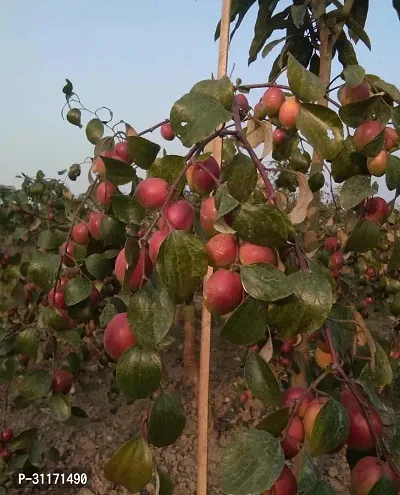 Thornless Ber Apple Tree - Kid Friendly-thumb0