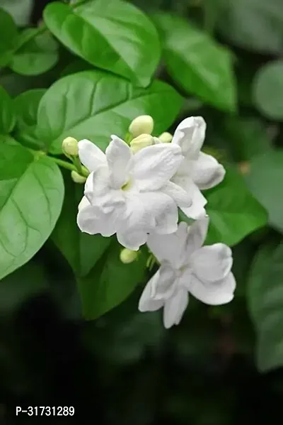 Scented Jasmine Plant for Bedrooms-thumb0