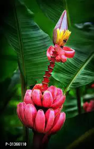 Tropical Banana Plant - Add a Touch of the Tropics-thumb0