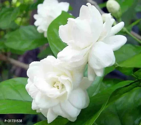 Live Jasmine Plant - Easy to Grow and Maintain-thumb0