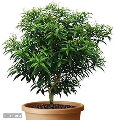 High-Quality Jasmine Plant for Gifting-thumb0