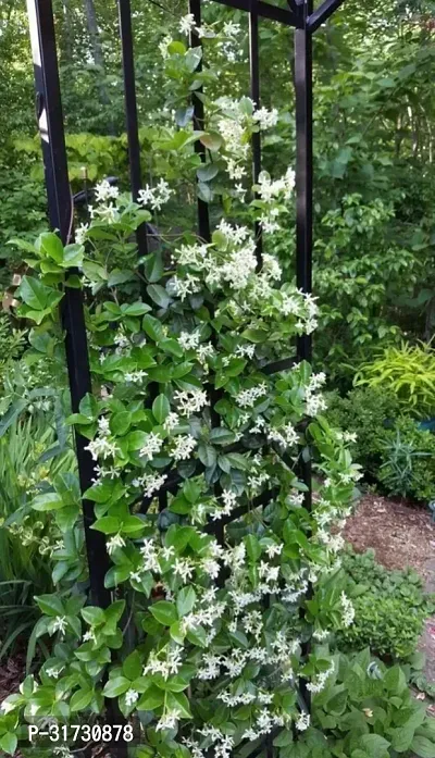 Low-Water Jasmine Plant for Conserving Resources-thumb0