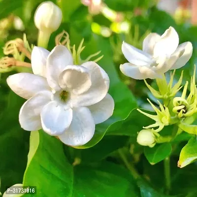 Potted Jasmine Plant - Perfect for Any Room-thumb0