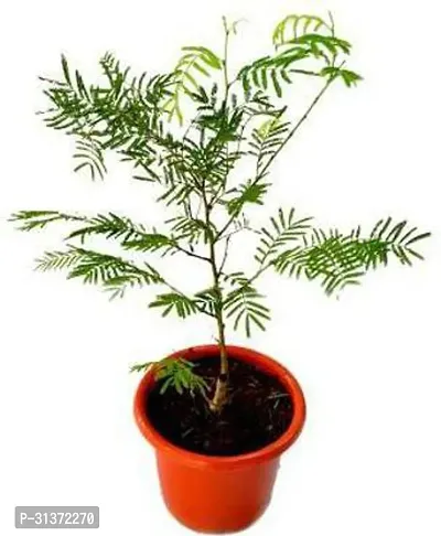 Shami Plant for Spiritual Home Decor-thumb0