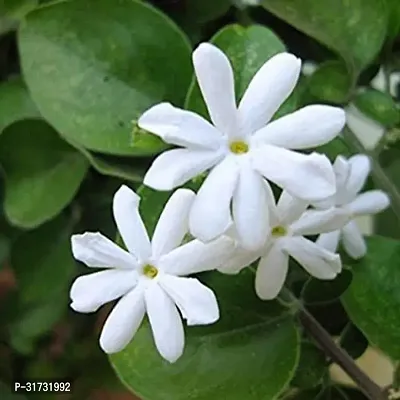 Jasmine Plant for Indoor Decor - Beautiful and Aromatic-thumb0