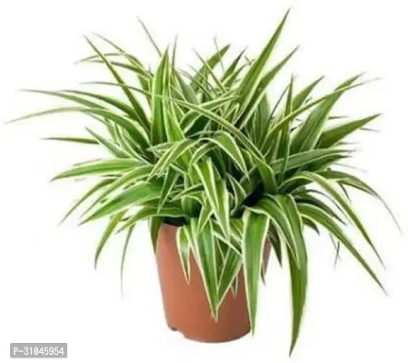 Pet-Friendly Spider Plant - Indoor Greenery-thumb0