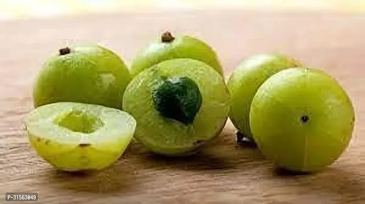 Healthy Amla Plant - Boosts Immunity-thumb3