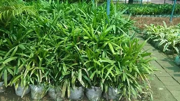 Elaichi Plant - Aromatic and Hardy Spice-thumb1