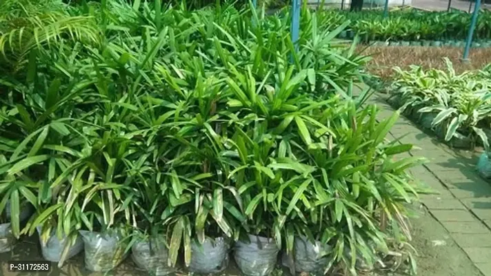 Elaichi Plant - Aromatic and Hardy Spice-thumb2