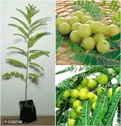 Heat-Resistant Amla Bush - Thrives in Heat-thumb2