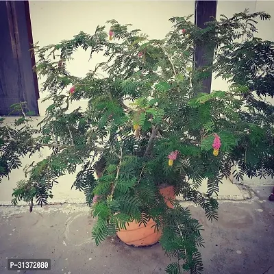 Prosopis Cineraria for Home  Garden-thumb0