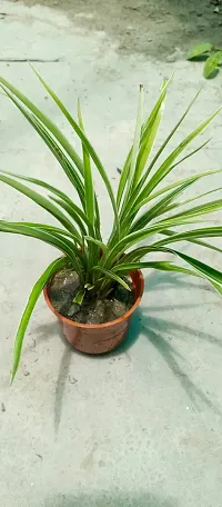 Healthy Spider Plant - Beautiful Indoor Decor-thumb2