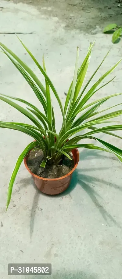 Healthy Spider Plant - Beautiful Indoor Decor-thumb3