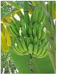 Fruit-Bearing Banana Plant - Homegrown Bananas-thumb1