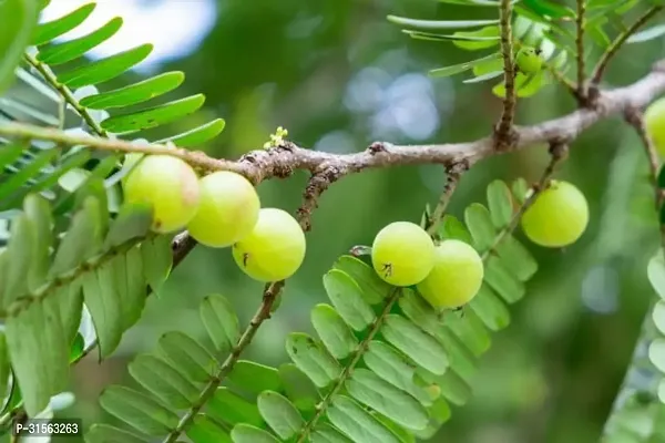 Fruit-Bearing Amla Bush - Heavy Yielder