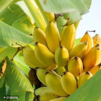 Edible Mini Banana Tree - Live Plant for Home Garden-thumb0