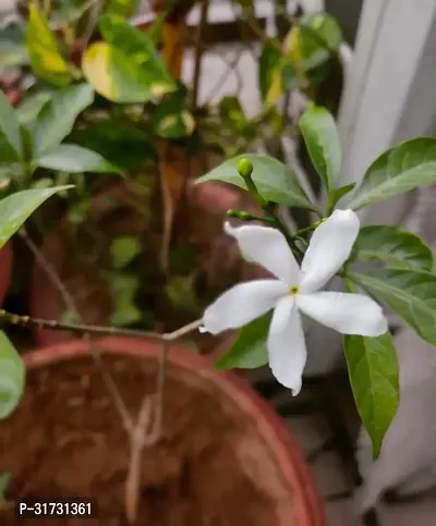 Fragrant Jasmine Plant - Perfect for Meditation Spaces-thumb0