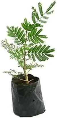 Prosopis Cineraria for Home  Garden-thumb1