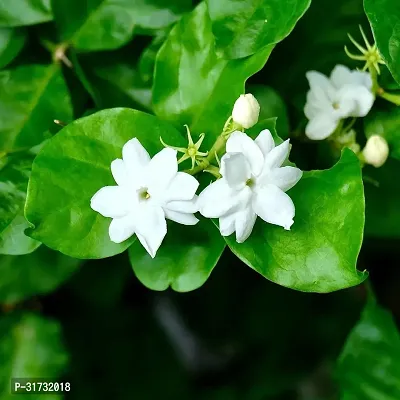 Fragrant Jasmine Plant - Ideal for Gift Giving-thumb0