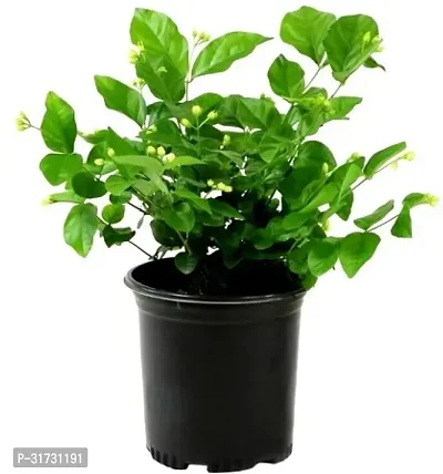 Jasmine Plant for Indoor Decor - Beautiful and Aromatic