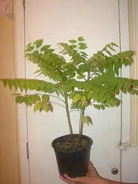 Indoor Amla Tree - Bring Nature Indoors-thumb1