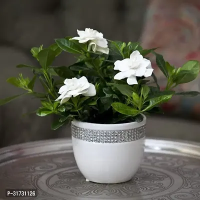 Live Jasmine Plant - Easy Care and Beautiful-thumb0