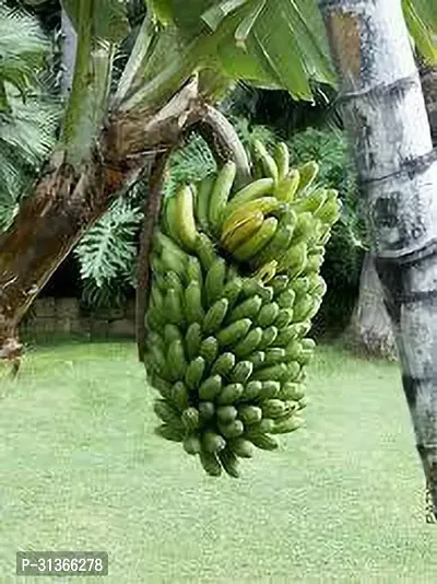 Fresh Live Banana Plant - Ready to Grow-thumb0