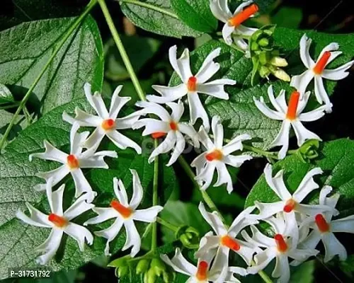 Potted Jasmine Plant - Perfect for Home and Office-thumb0