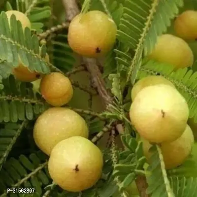 Heritage Amla Plant - Ancient Ayurvedic Tree-thumb0