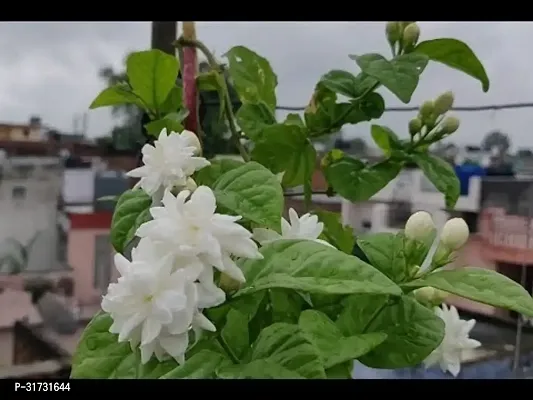 Organic Jasmine Plant for Indoor Spaces