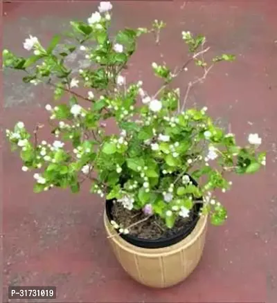 Healthy Jasmine Plant - Beautiful Blooms and Fresh Aroma-thumb0