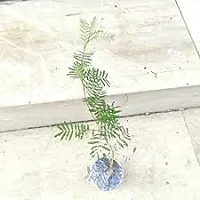 Prosopis Cineraria with Ceramic Pot-thumb3