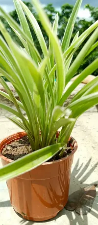 Spider Plant - Easy to Grow Indoor Plant-thumb1