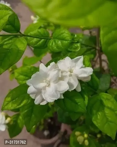 Fragrant Jasmine Plant - Perfect for Meditation Spaces-thumb0