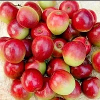 Juicy Ber Apple Plant - Ideal for Snacks-thumb2