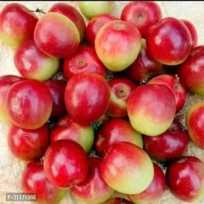 Juicy Ber Apple Plant - Ideal for Snacks-thumb3