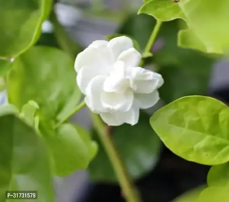 Fragrant Jasmine Plant - Adds Charm to Your Home-thumb0