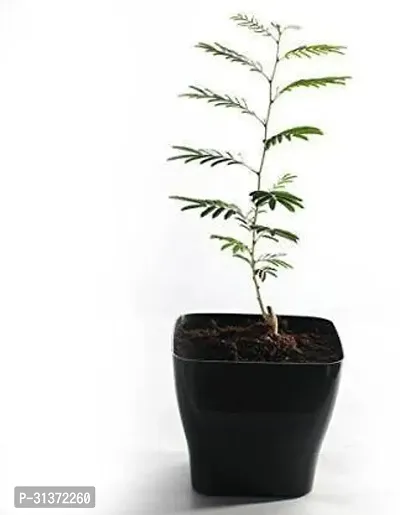 Kumubon Shami Plant for Calm Spaces-thumb0