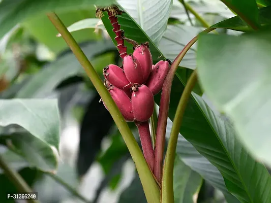 Cold Hardy Banana Plant - Grow Bananas in Cooler Climates-thumb0