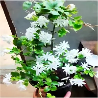 Sweet-Smelling Jasmine Plant for Balconies-thumb2