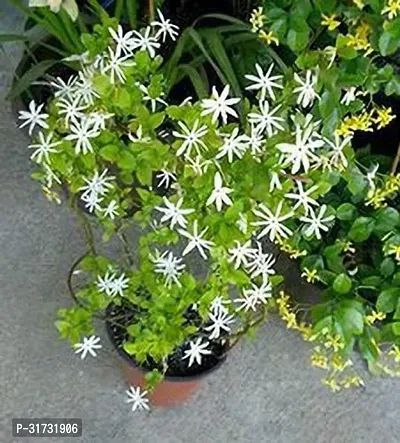 Live Flowering Jasmine Plant - Adds Freshness to Any Room-thumb0