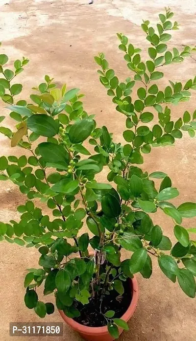 Juicy Ber Apple Plant - Fresh from Garden-thumb2